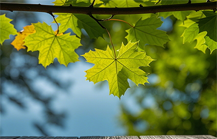 影响景深的几个要素_沈阳摄影学校